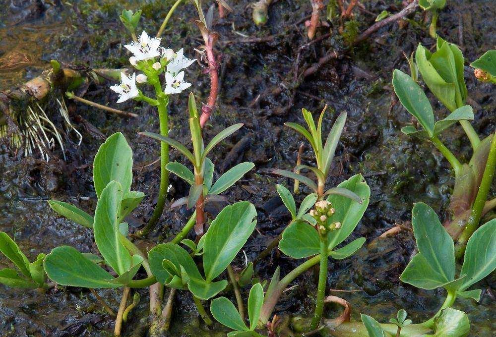 癌细胞:它是治疗失眠“特效药”,池塘边常见,味道好功效强,遇见别错过