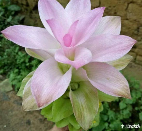 「狮子座」未来几天，桃花爆棚，心随你动，3星座选择接受，与真爱长相厮守