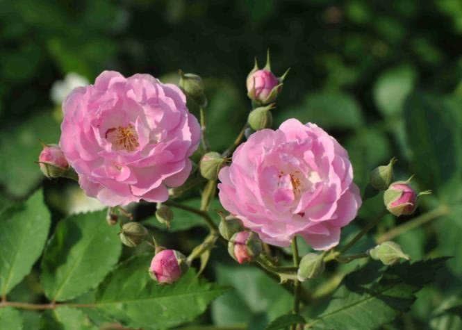 生肖▲6月中旬开始事业一路大发，运势接连不断，财运兴隆的四大生肖