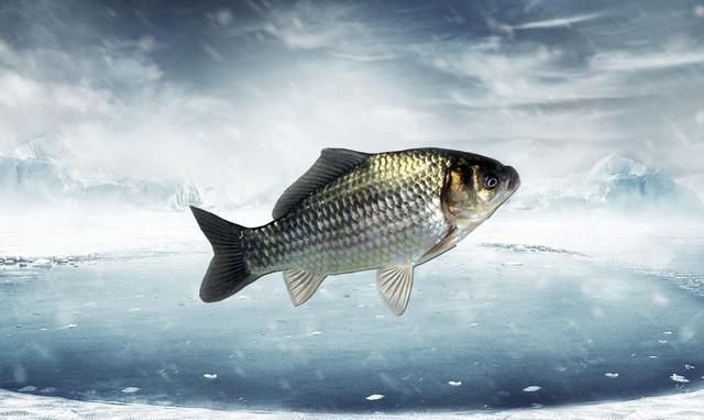 鲤鱼|什么味型适合冬钓鲫鱼?钓鲫鱼如何促开口?钓鲫鱼的科学用饵技巧