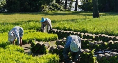 大米|这次终于没付错！为感谢中国接收大米，直接反馈千亿基建项目