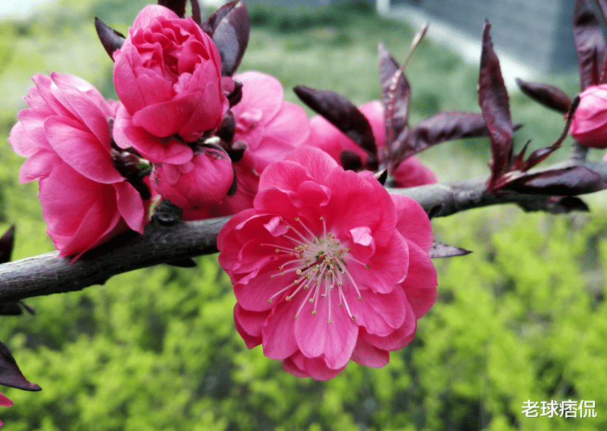 ##恭喜!财运亨通衰运走好运来,翻身赚大钱,天天都笑醒的生肖