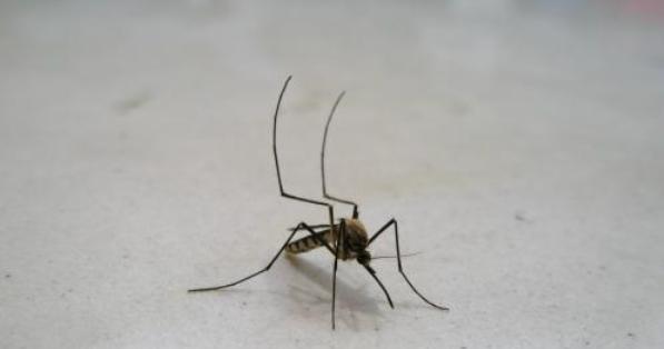 『大象』世界上杀人最多的动物是什么