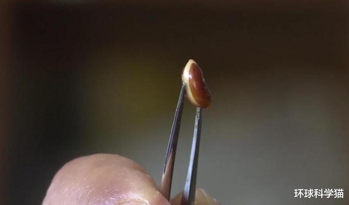 云南▲?最高近30米，云南现濒危植物，地球灭绝，消失动物为何也再现？