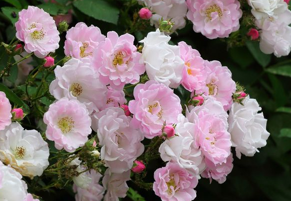 生肖：6月9日开始，运势大红大紫，4属相财源广进，金玉满堂