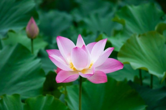 [生肖]7月份桃花节节攀升，最容易恋爱的四大生肖，终于邂逅良缘！