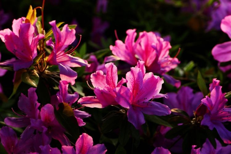 生肖|未来7天，爱情不怕晚，真爱来到身边，爱情手到擒来的四大生肖