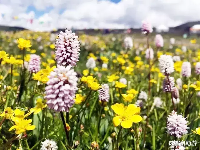 『川西』不输俄么塘！川西又一冷门万亩花海开放，不收门票，赏花观云还不打挤