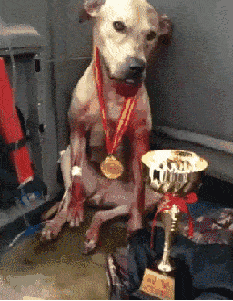 度假村藏匿残忍斗狗场，场面血腥，而上百人却在拍手叫好！