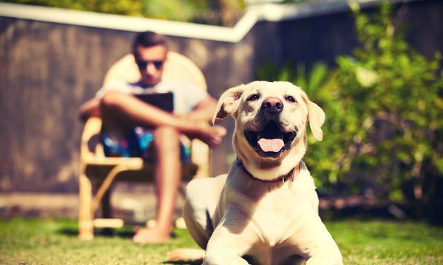 关于狗狗绝育的影响，以及最佳年龄？看这篇就够了