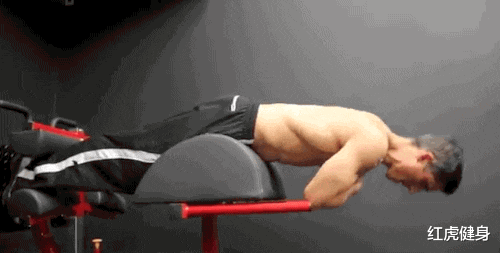 哈迪|亚洲巨兽“波斯狼”哈迪，坦克背的训练方法