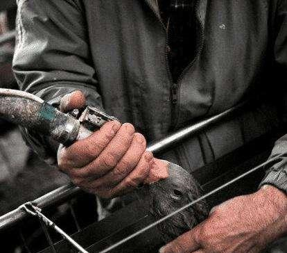 |同样是鹅肝，法国的鹅肝动辄上万，中国的鹅肝为啥那么便宜？