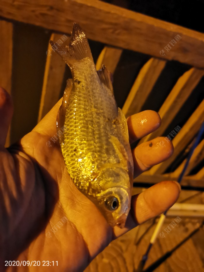 鲫鱼|夜钓鱼口很刁猾 耐心变换小爆护