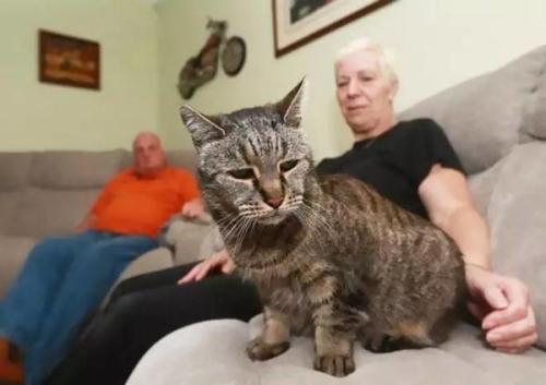 猫是一个没有谜底的迷，你们知道有关猫的故事吗？一起去看看吧