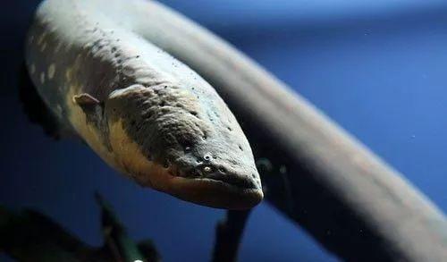 电鳗|亚马逊河横着走的顶级杀手，食人鱼躲着走，鳄鱼只能选择同归于尽