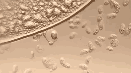 太空|人的尸体在宇宙中会腐烂吗?