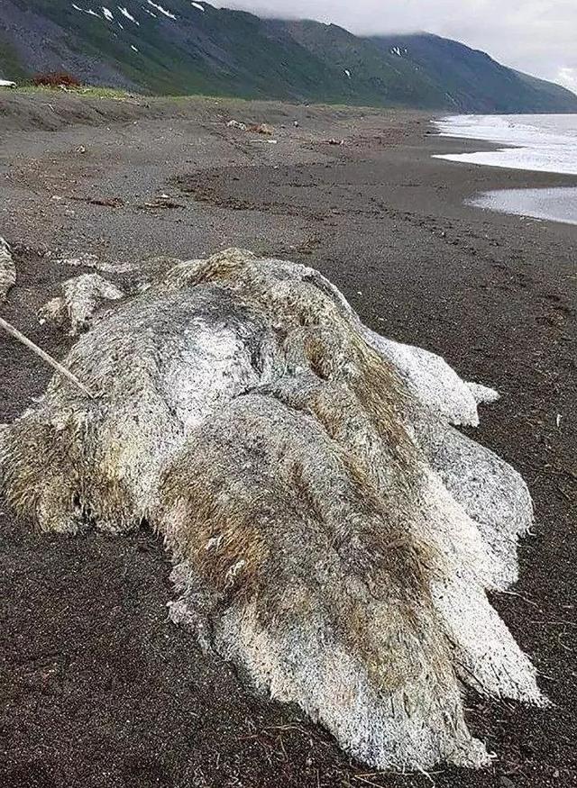 没有眼睛,没有头,各地海滩出现奇怪生物,有人联想不好情况