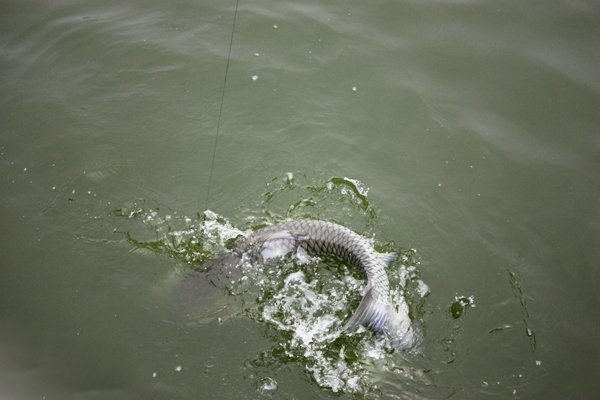 「」四大家鱼之一的青鱼该如何钓，四个技巧帮你实现大鱼梦！