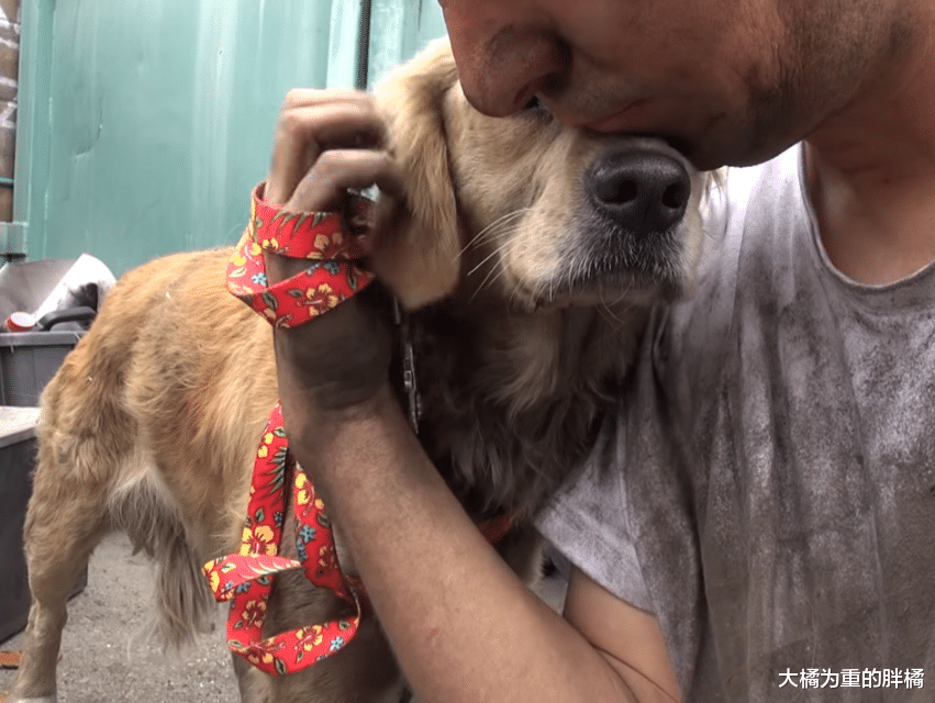 金毛也成流浪狗，被救时因害怕用双脚蒙着双眼，看上去真让人心疼