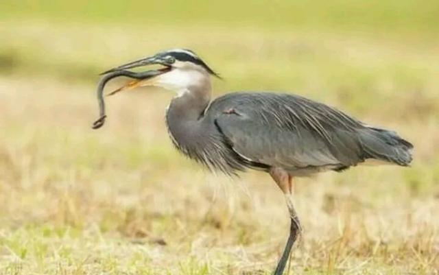 沧龙|农村水田里有种专吃蛇的青桩鸟，你知道吗？怎么吃蛇的？