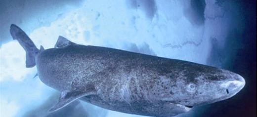 #科学家#活到156岁才可交配,因为太懒为了吃饱饭,献祭了自己眼睛