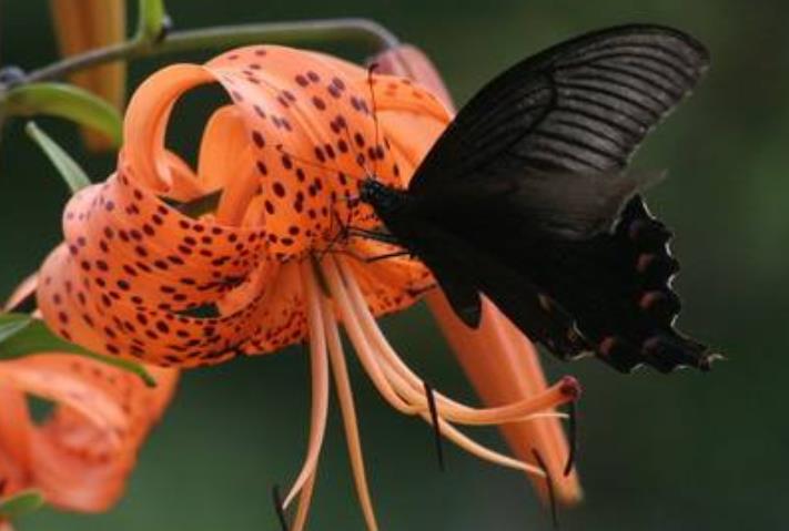 运势|?十月上旬开始，运势蒸蒸日上，横财难挡，福禄满满的生肖