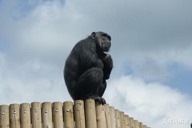 「黑猩猩」艾滋病源于黑猩猩,那第一个人是如何传染的?你想都想不到