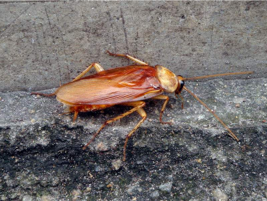 []为什么不能让蟑螂从地球上消失？它们灭绝的后果，我们承担不了