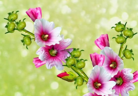 运势|今年的9月，4属相运势好转，好事连连，惊喜不断，心想事成