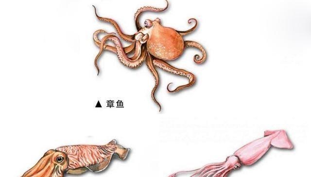 乌贼|如何区分乌贼、鱿鱼、八爪鱼、章鱼？