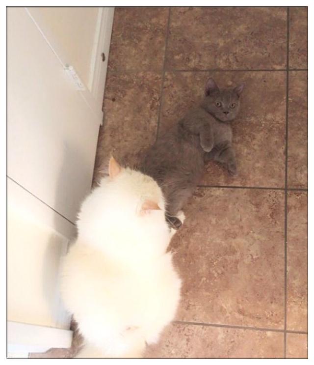 朋友将猫咪寄养在网友家，和网友家的猫咪疯狂秀恩爱，狂虐网友