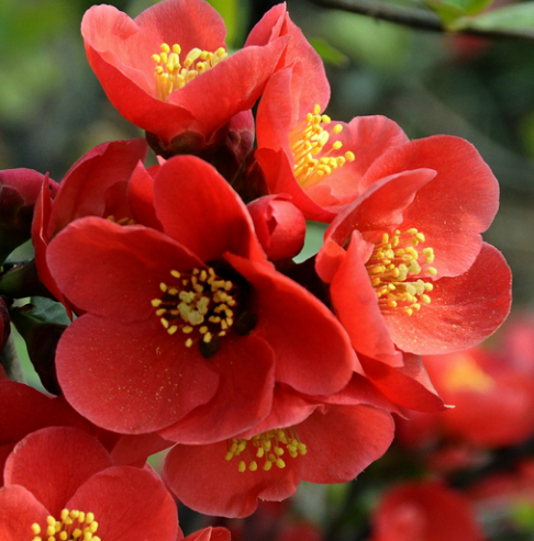 运势|11月底，吉星照耀，4属相运势攀升，财路大开，好运连连