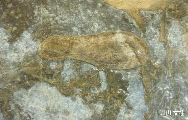 「古生物学」人类起源于何时？若说早在2亿年前就有了人类，肯定没人会相信