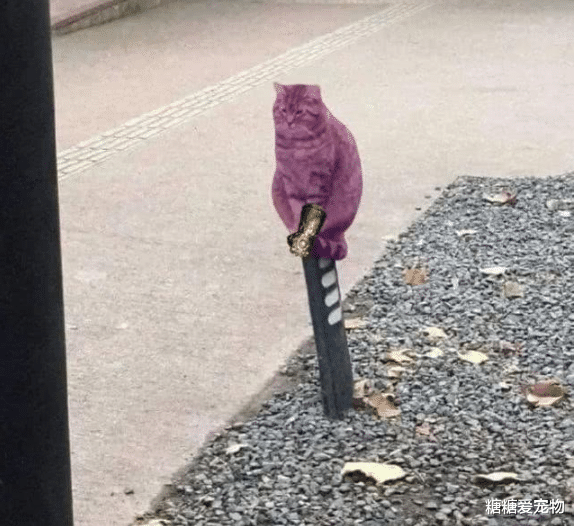 猫咪蹲路边思考猫生，结果却被网友们玩坏了，猫：呵，人类啊