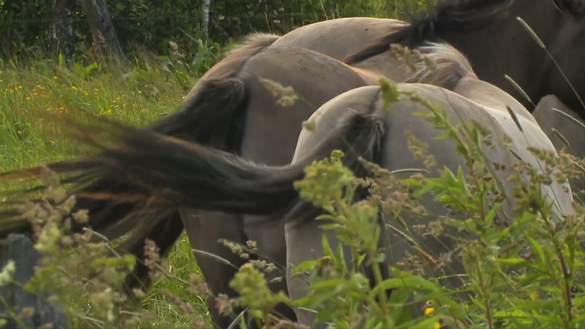运势@5月之后，事业之路越走越顺利，先苦后甜的三大生肖女