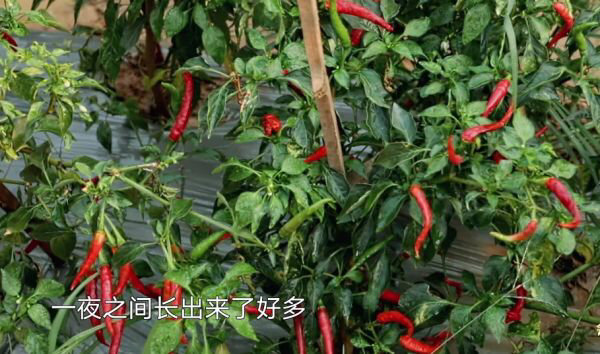 向往的生活|《向往的生活》出现严重穿帮镜头？网友在线回复