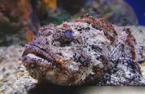 眼镜王蛇@世上最毒的5种生物，眼镜王蛇榜上无名，最后一种咬一口救不回