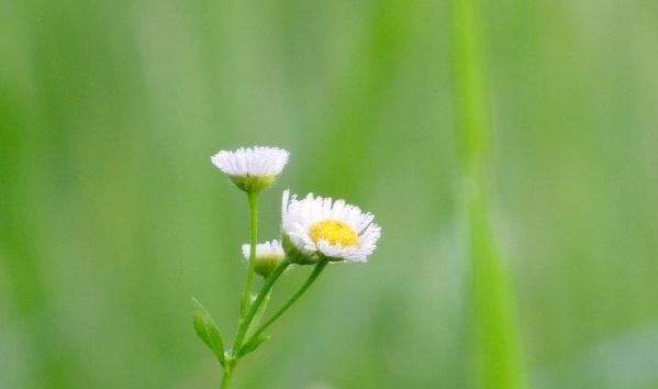 [天蝎座]6月份，桃花依旧不断，在旧爱和新欢之间犹豫不决，没担当的星座