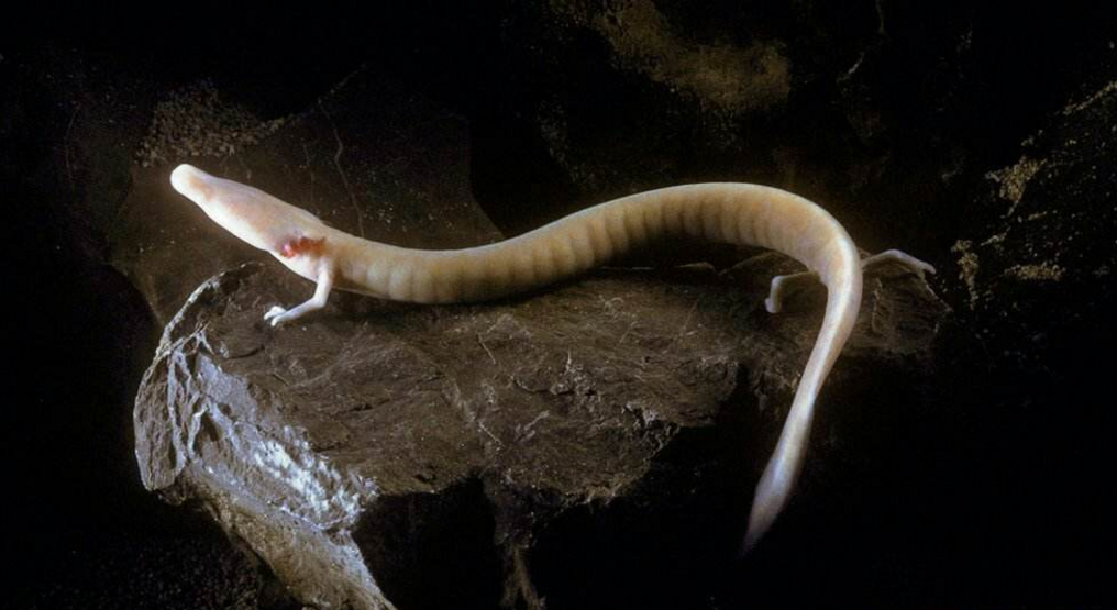 [科学家]7年一动不动的动物，不吃不喝也不会死，只有进食才会活动