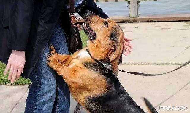 狗狗“讨厌”的六件事，再犯，你们的关系就到头了！