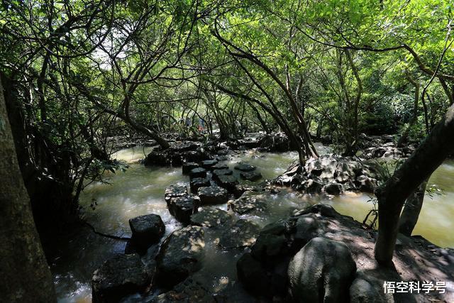 毒蛇|如果被毒蛇咬了，是不是马上抓住蛇，把蛇胆吞下就没事了？