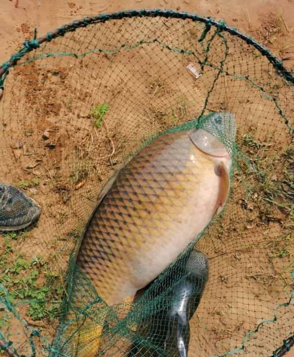 鲤鱼|贵州钓鱼人乌江里钓起“变种鲤鱼”，十多斤重，非常罕见