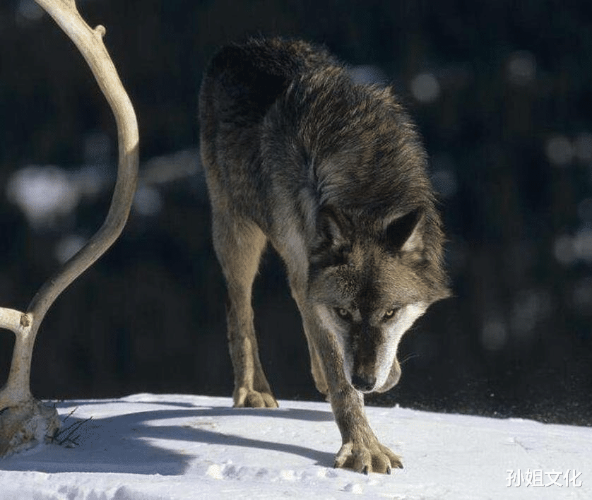「」世界上最大的狼,也是唯一一种可以与大型猫科动物硬扛的狼