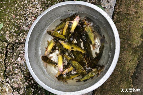 |秋季野钓黄腊丁秘诀，这些技巧简单易掌握，让收获更有保证！
