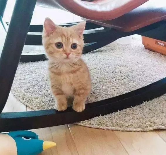 厨房中传出焦糊味，还以为菜炒糊了，查看后差点出了猫命