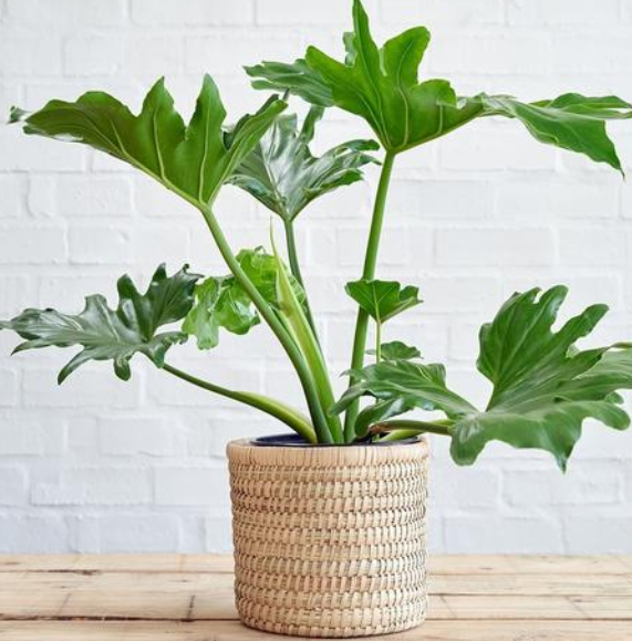 『』要是有一楼带庭院的住宅，闲来无事能养花种菜，给我高层都不换！