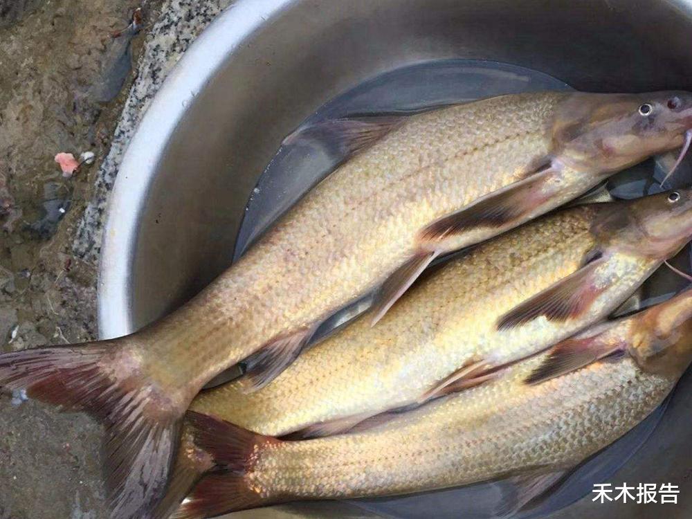 「长江」俗称“水米子”，30年前江里很多，上岸后养不活，至今无法养殖