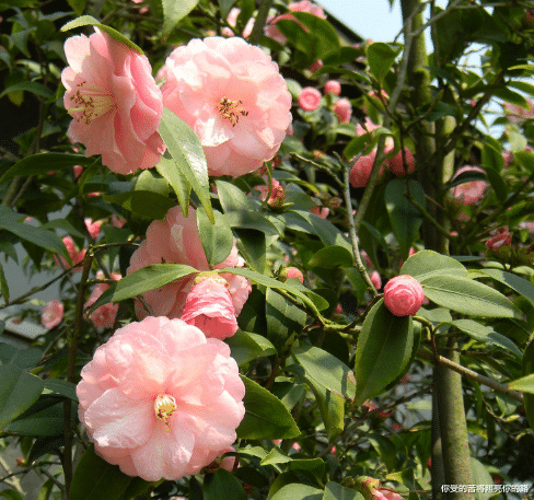 摩羯座|8月底贵人相助，4属相事业突飞猛进，横财天降，好运连连