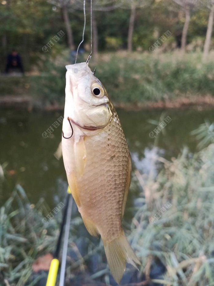 婺城|周末回老家再战小河沟，收获鲫鱼一桶