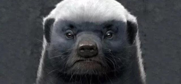 登月|平头哥的克星是什么？